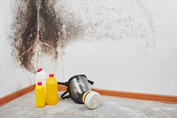 Best Mold Cleaning Services  in Spanay, WA