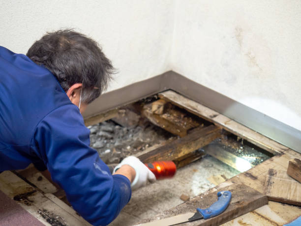 Best Mold Cleaning Services  in Spanay, WA