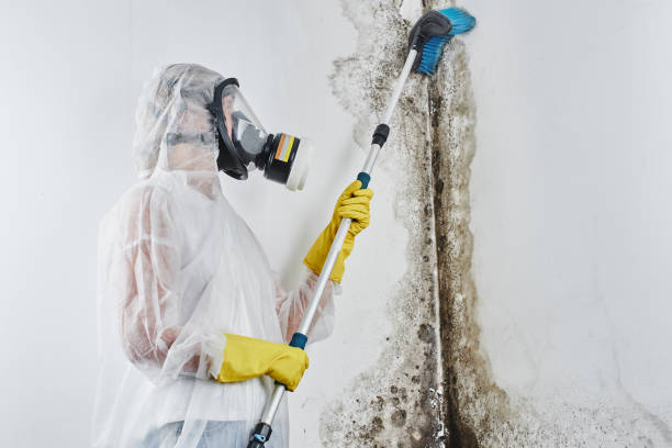 Attic Mold Removal in Spanaway, WA