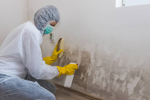 Best Toxic Mold Removal  in Spanay, WA