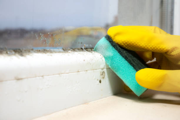 Best Attic Mold Removal  in Spanay, WA