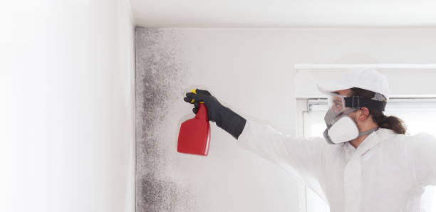 Best Local Mold Removal Service  in Spanay, WA