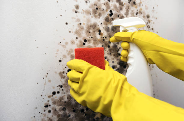 Best Affordable Mold Removal  in Spanay, WA