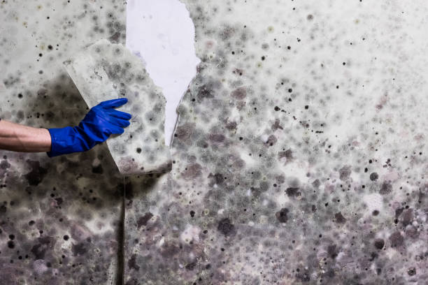 Best Professional Mold Removal  in Spanay, WA